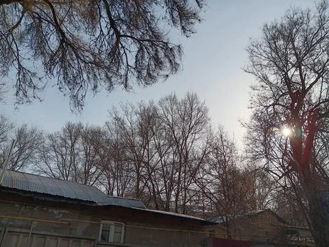 Trees in winter, Almaty. Stock Photos