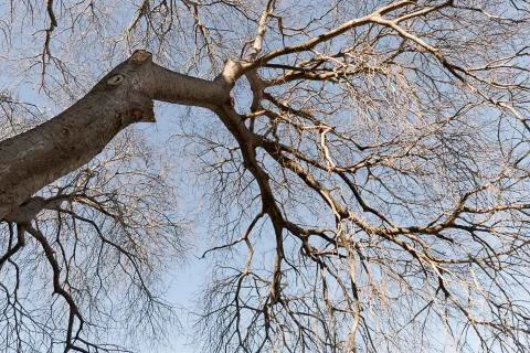 Trees in winter in Altea. Stock Photos