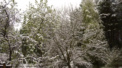 Trees in winter and spring - time lapse Video stock 142279374