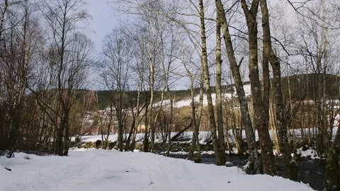 Trees in winter, background Stock Footage 90305416