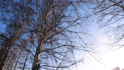 Trees in winter. Blue sky. Slow rotation. Video stock 126791657