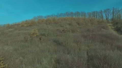 Trees in winter colors Stock Footage 301395828