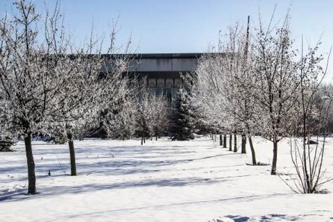 A Trees on a winter day Stock Photos