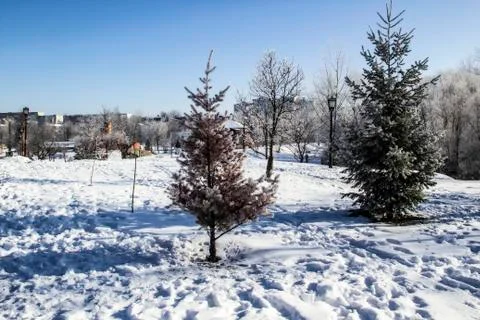 A Trees on a winter day Stock Photos