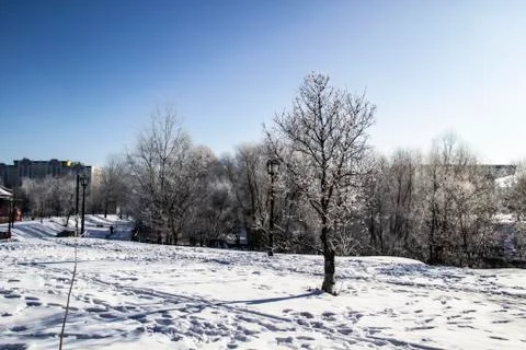 A Trees on a winter day Stock Photos