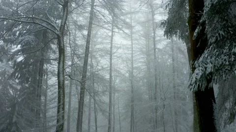 Trees in the winter fog Video stock 152398211