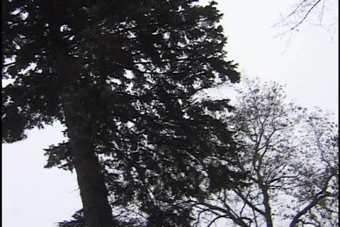 Trees in Winter Stock Footage 298676