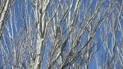 Trees in winter 스톡 동영상 10706046