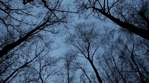 Trees in winter Stock Footage 33803551