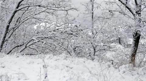 Trees In Winter   Stock Footage 47621119