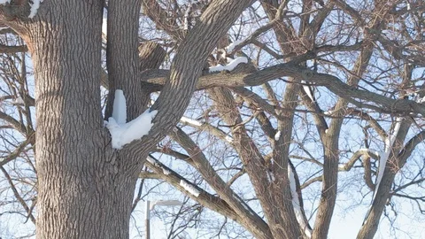 Trees in the Winter Stock Footage 87144581