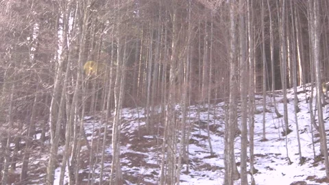 Trees on winter Stock Footage 137641267