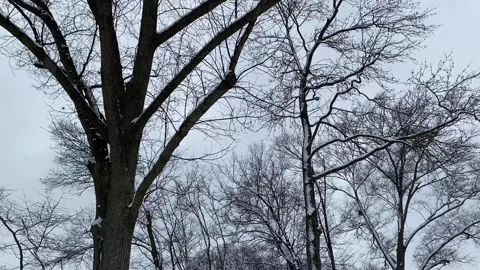 Trees in the Winter Stock Footage 147562095