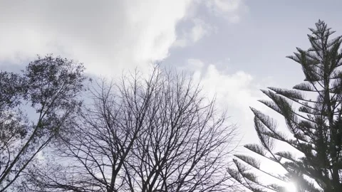Trees in winter Stock Footage 306940567