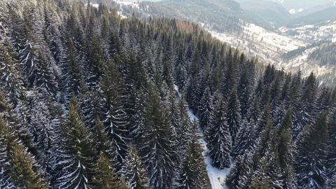 Trees in winter Stock Footage 320076768