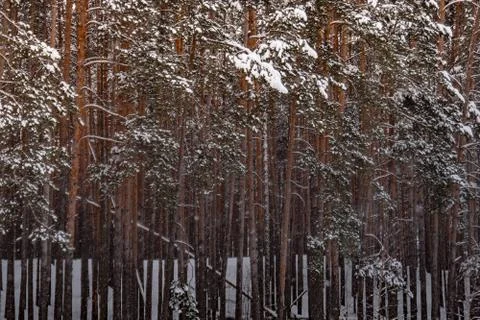 Trees in the winter forest on a cold, cold day Stock-Fotos