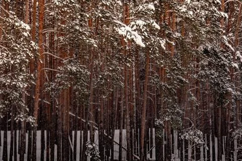 Trees in the winter forest on a cold, cold day Stock-Fotos