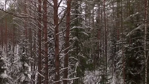 Trees in the winter forest Stock Footage 70707477
