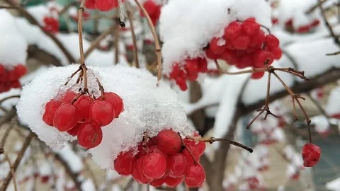 Trees in winter forest Stock Footage 106346669