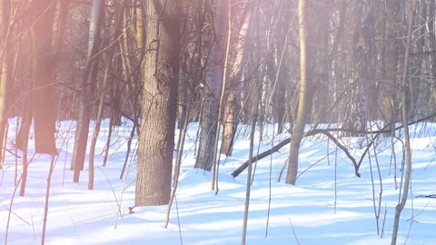 Trees in a winter forest. Stock Footage 341317201