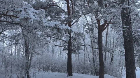 Trees in the winter forest landscape. Video stock 84826636