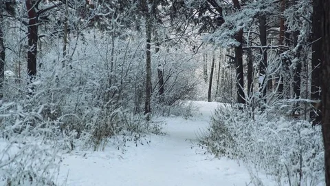 Trees in the winter forest landscape. Stock Footage 84826785