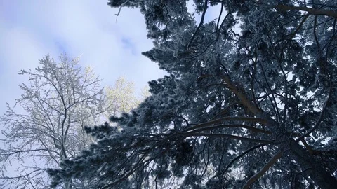 Trees in the winter forest landscape. Stock Footage 84827508