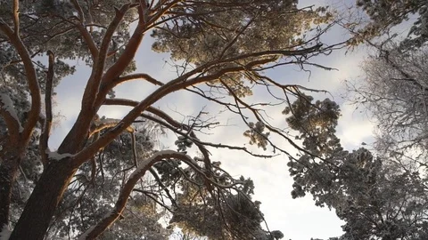 Trees in the winter forest landscape. Stock Footage 84827883