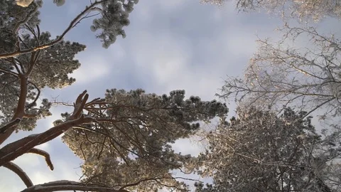 Trees in the winter forest landscape. Stock-Footage 84828062