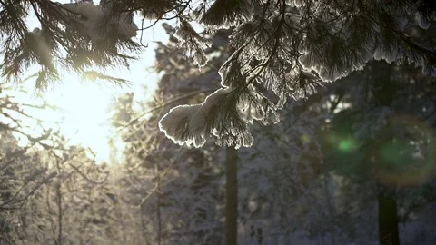 Trees in the winter forest landscape. Stock-Footage 84828167