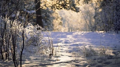 Trees in the winter forest landscape. Stock Footage 84828485