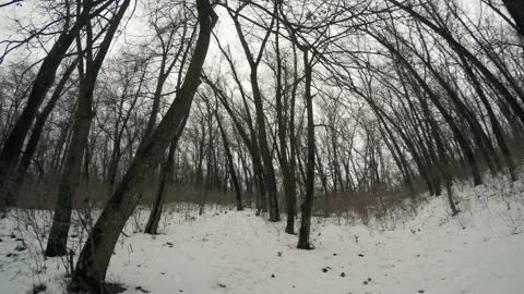 Trees in the winter forest in motion with a steadicam Video stock 260475931