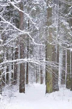 Trees in winter forest Stock Photos