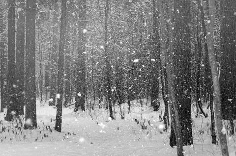 Trees in winter forest Stock Photos