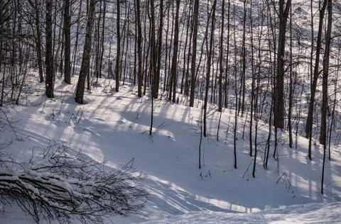 Trees in the winter forest in the snow Stock Photos