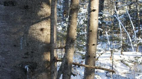Trees in the winter forest, tree trunks Stock Photos