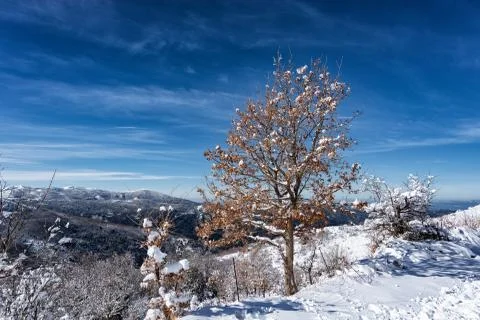 Trees in winter with icy branches with icicles. Snow on the Nuoro's mountains Stock Photos