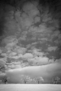 Trees in winter landscape Foto stock