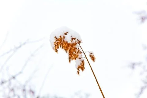 Trees in winter landscape Stock Photos