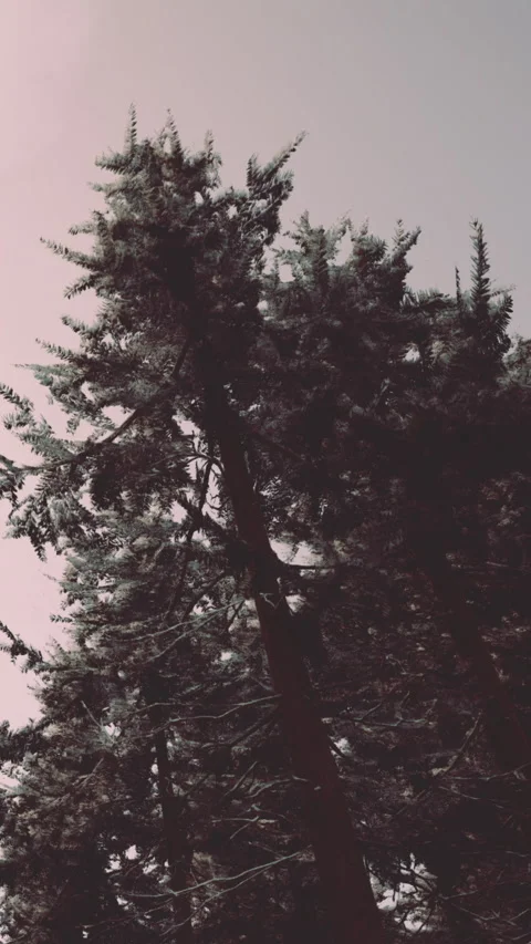 Trees in winter landscape with snow falling during a cloudy day in the forest Stock Footage 338001047
