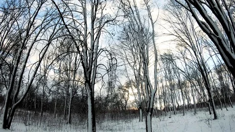 Trees in winter, nasty day. Rotation. Video stock 126791981