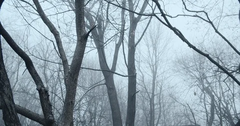 Trees in Winter or Fall Stock Footage 128326414