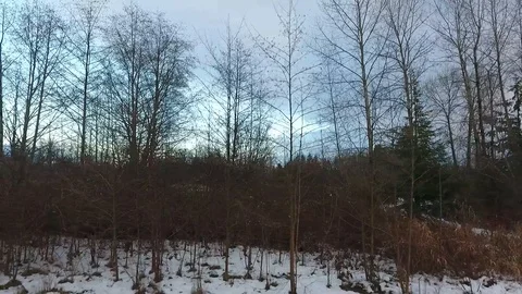 Trees, Winter, Panning Shot, Evening Stock Footage 86294477