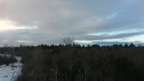 Trees, Winter, Panning Shot, Pacific Northwest, Evening Stock Footage 86294505