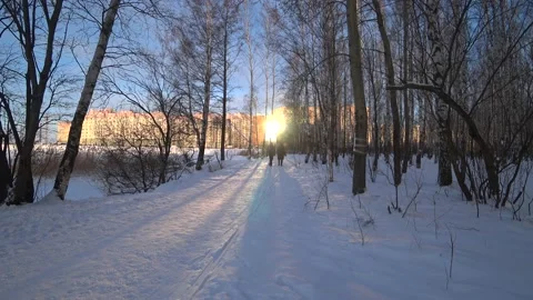 Trees in the winter park Video stock 168086759