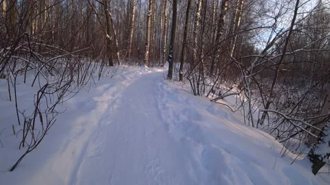 Trees in the winter park Video stock 168102777