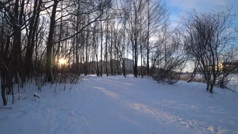 Trees in the winter park Video stock 168102925