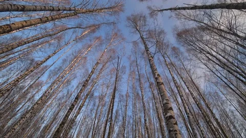 Trees in the winter park Video stock 168102927