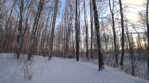 Trees in the winter park Video stock 168102991