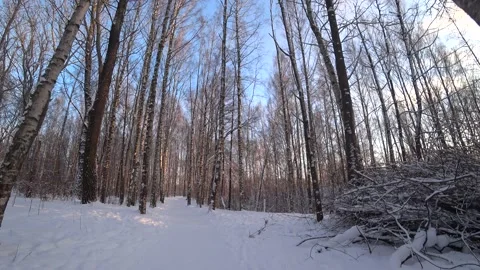 Trees in the winter park Video stock 168103546
